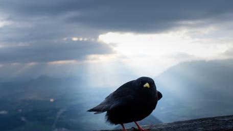 Black bird wallpaper