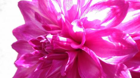 Blooming Beauty in Pink Shades wallpaper