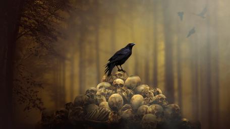 Crow on skulls wallpaper