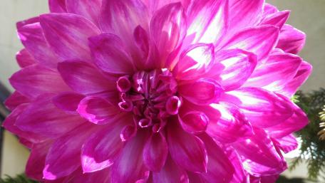 Vibrant Pink Dahlia Flower Wallpaper wallpaper