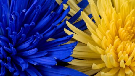 Blue and Yellow Chrysanths in Harmony wallpaper