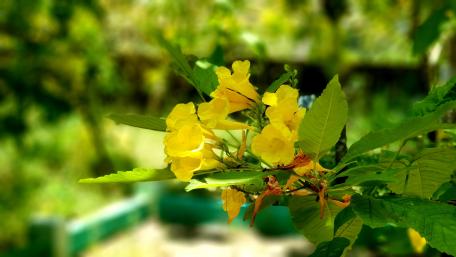 Esperanza Yellow Bells wallpaper