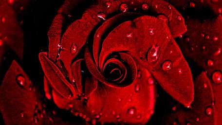 Drops of Roses wallpaper