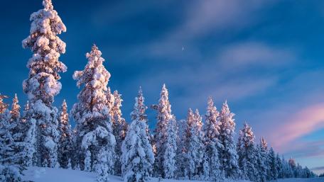 Snowy pines wallpaper