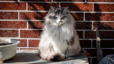 Feline Serenity Against Brick Wall wallpaper