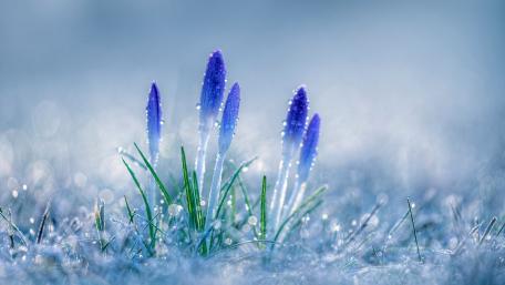 Blue Crocus flower buds in the hoary grass wallpaper