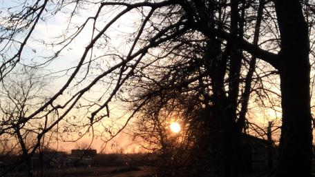 Serene Sunset Through Silhouetted Trees wallpaper