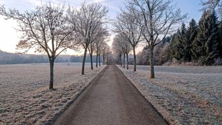 Winter Wonderland Road Through Frosty Trees wallpaper