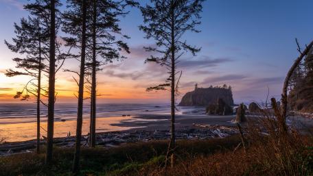 Pine trees of Ruby Beach (Olympic National Park) wallpaper
