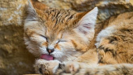 Cat licks his legs wallpaper