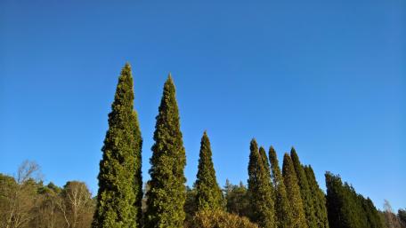 Towering Cypress Trees Against a Clear Blue Sky wallpaper