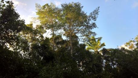 Rio de Pedras wallpaper