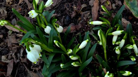 Blooming White Flowers in Nature Scene wallpaper