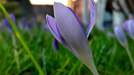 Delicate Purple Crocus Blooming in Soft Light wallpaper