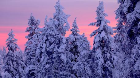 Snowy spruces wallpaper