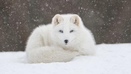 Samoyed dog wallpaper