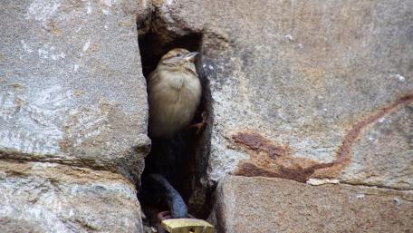 Sparrow in the wall wallpaper