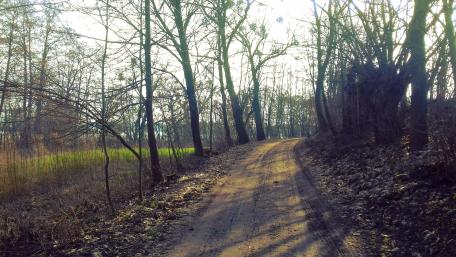 Rural lane wallpaper