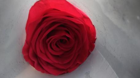 rose wallpaper