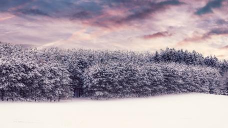 Snowy pine forest wallpaper