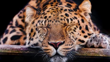 Jaguar wallpaper