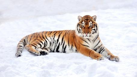 Siberian tiger wallpaper