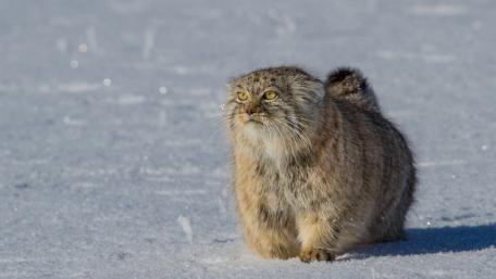 Pallas's cat wallpaper