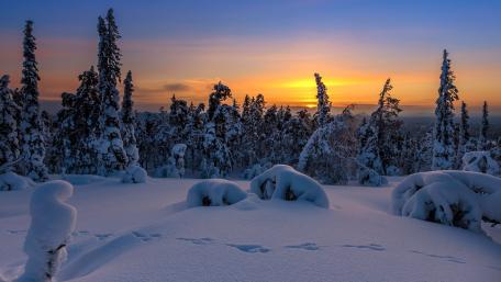 Traces in the snow wallpaper
