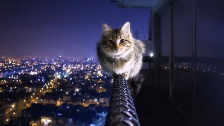 Cat on the balcony railing above the city wallpaper