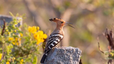 An Indian Hoopoe in the Wild wallpaper