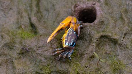 A Yellow Fiddler Crab wallpaper