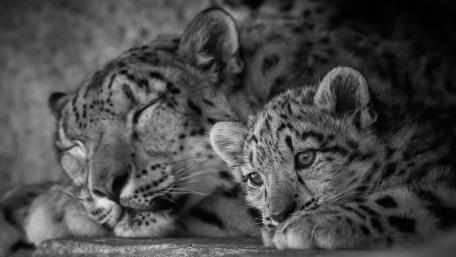 Cute leopard cub with his mom wallpaper