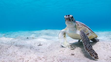 Sea turtle wallpaper