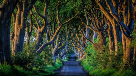 Dark Hedges (England) wallpaper