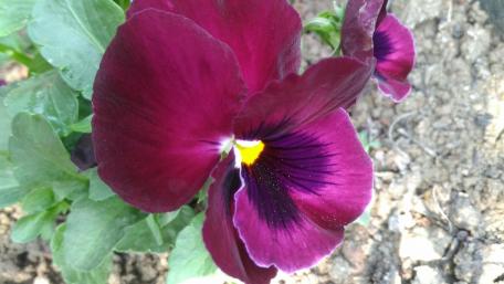 Vibrant Purple Pansy Flower Wallpaper wallpaper