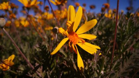 Flowers wallpaper