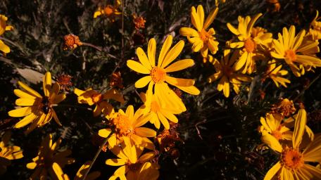 Flowers wallpaper