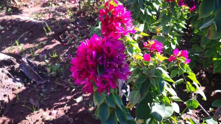 Vibrant Bougainvillea Blooms in Nature's Embrace wallpaper