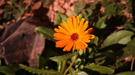 Vibrant Orange Flower in Nature's Embrace wallpaper