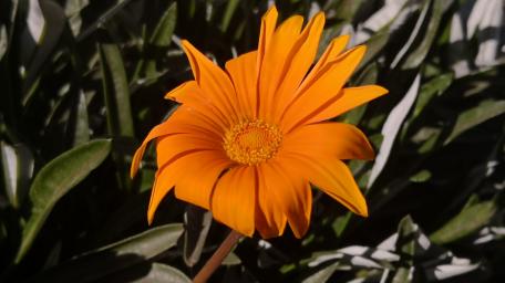 Vibrant Orange Daisy Amidst Greenery wallpaper
