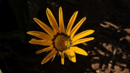 Golden Flower Radiating Beauty and Joy wallpaper
