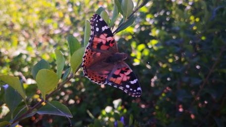 Colorful Butterfly on Green Leaves wallpaper