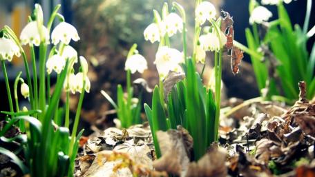White flowers wallpaper