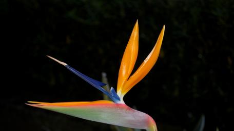 Exotic Bird of Paradise Flower Wallpaper wallpaper