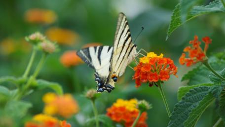 Butterfly wallpaper