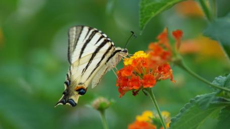 Flowers and butterfly wallpaper