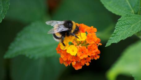 Bumblebee on flower wallpaper