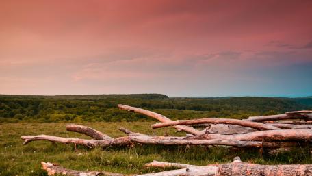 Driftwood Serenity in a Pink Sky wallpaper