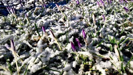 Crocus buds wallpaper