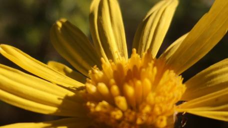 Vibrant Yellow Blossom Close-Up Wallpaper wallpaper